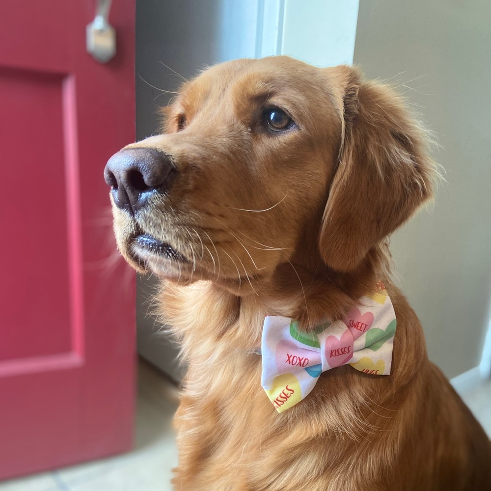 🟩Special Occasion Bow Ties!